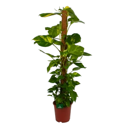 Scindapsus Pinnatum Aureum Op Mosstok - Epipremnum - P27 H150 - Kamerplant