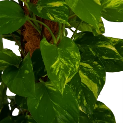 Scindapsus Pinnatum Aureum Op Mosstok - Epipremnum - P27 H150 - Kamerplant -Woondecoratie Kortingen scindapsus pinnatum aureum op mosstok epipremnum p27 h150 4