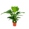 Spathiphyllum Wallisii - Lepelplant - P19 H80 Wit - Kamerplant 1 Spathiphyllum Wallisii - Lepelplant - P19 H80 Wit - Kamerplant -Woondecoratie Kortingen spathiphyllum wallisii lepelplant p19 h80 wit 1 1