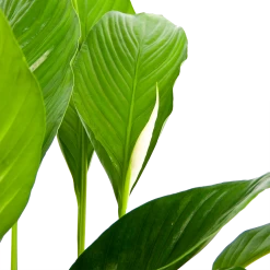 Spathiphyllum Wallisii - Lepelplant - P19 H80 Wit - Kamerplant -Woondecoratie Kortingen spathiphyllum wallisii lepelplant p19 h80 wit 6