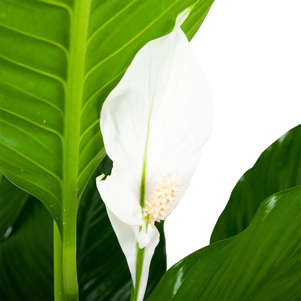 Spathiphyllum Wallisii - Lepelplant - P24 H120 Wit - Kamerplant 4 Spathiphyllum Wallisii - Lepelplant - P24 H120 Wit - Kamerplant - Afbeelding 2