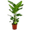 Strelitzia Nicolai - Paradijsvogelpant - P24 H100 - Kamerplant 1 Strelitzia Nicolai - Paradijsvogelpant - P24 H100 - Kamerplant -Woondecoratie Kortingen strelitzia nicolai paradijsvogelpant p24 h100 1 3