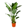 Strelitzia Nicolai - Paradijsvogelpant - P32 H170 - Kamerplant -Woondecoratie Kortingen strelitzia nicolai paradijsvogelpant p32 h170 1