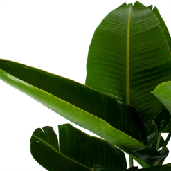 Strelitzia Nicolai - Paradijsvogelpant - P32 H170 - Kamerplant -Woondecoratie Kortingen strelitzia nicolai paradijsvogelpant p32 h170 6