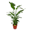 Strelitzia Nicolai - Paradijsvogelpant - P36 H170 - Kamerplant -Woondecoratie Kortingen strelitzia nicolai paradijsvogelpant p36 h170 kamerplant 1 1