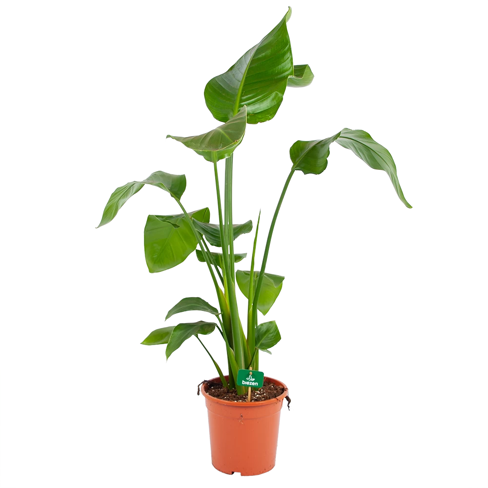 Strelitzia Nicolai - Paradijsvogelplant - P17 H80 - Kamerplant 3 Strelitzia Nicolai - Paradijsvogelplant - P17 H80 - Kamerplant