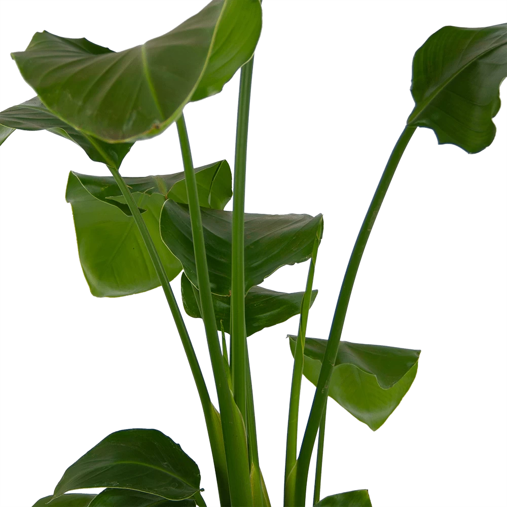 Strelitzia Nicolai - Paradijsvogelplant - P17 H80 - Kamerplant 4 Strelitzia Nicolai - Paradijsvogelplant - P17 H80 - Kamerplant - Afbeelding 2