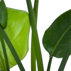 Strelitzia Nicolai - Paradijsvogelplant - P21 H90 - Kamerplant -Woondecoratie Kortingen strelitzia nicolai paradijsvogelplant p21 h90 6
