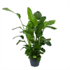 Strelitzia Nicolai - Paradijsvogelplant - P35 H130 - Kamerplant 2 Strelitzia Nicolai - Paradijsvogelplant - P35 H130 - Kamerplant -Woondecoratie Kortingen strelitzia nicolai paradijsvogelplant p35 h130 1