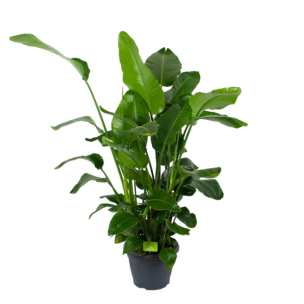 Strelitzia Nicolai - Paradijsvogelplant - P35 H130 - Kamerplant 3 Strelitzia Nicolai - Paradijsvogelplant - P35 H130 - Kamerplant
