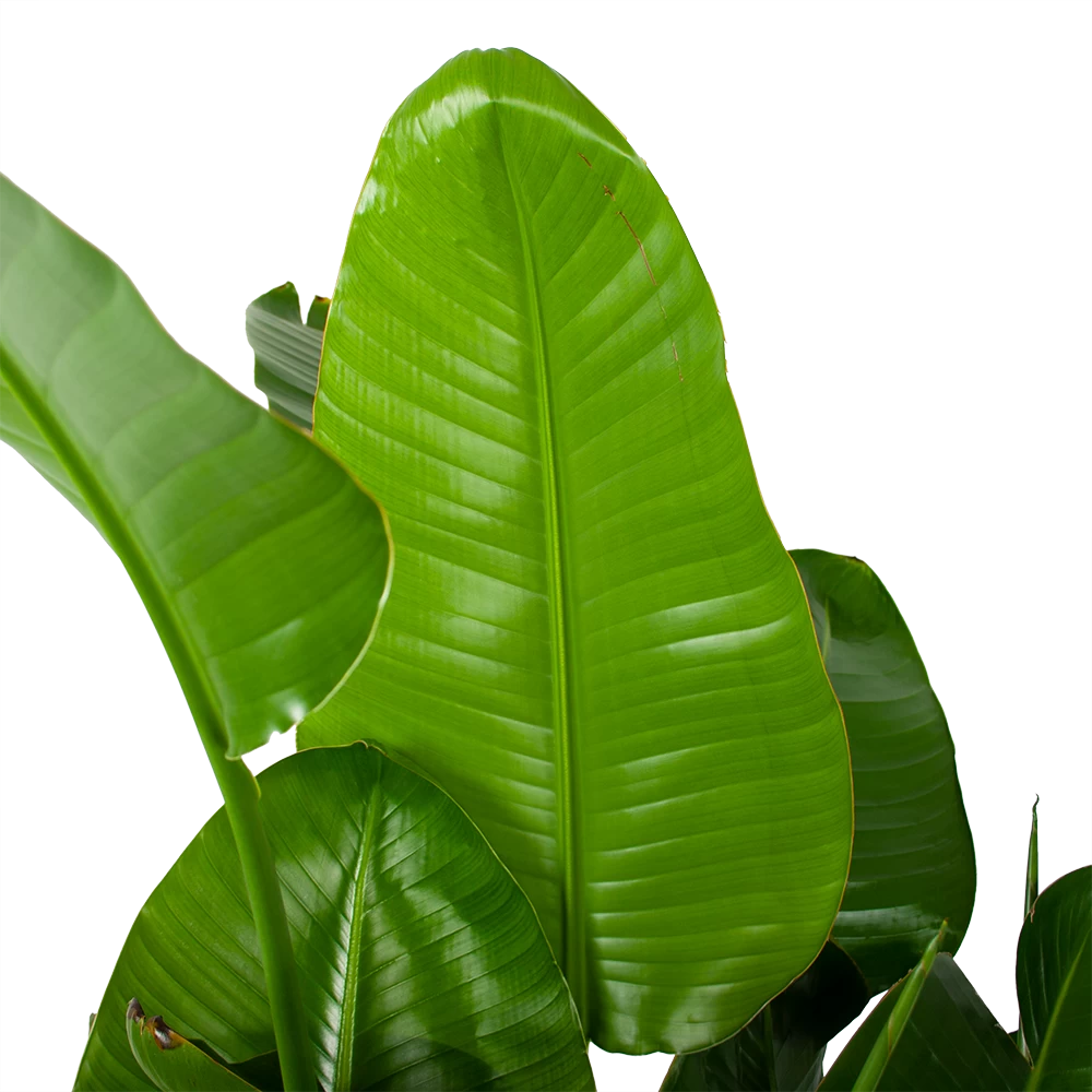 Strelitzia Nicolai - Paradijsvogelplant - P35 H130 - Kamerplant 4 Strelitzia Nicolai - Paradijsvogelplant - P35 H130 - Kamerplant - Afbeelding 2