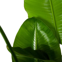 Strelitzia Nicolai - Paradijsvogelplant - P35 H130 - Kamerplant 8 Strelitzia Nicolai - Paradijsvogelplant - P35 H130 - Kamerplant -Woondecoratie Kortingen strelitzia nicolai paradijsvogelplant p35 h130 6