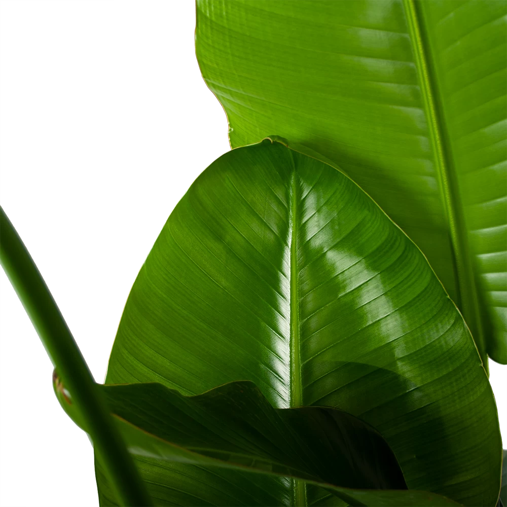 Strelitzia Nicolai - Paradijsvogelplant - P35 H130 - Kamerplant 5 Strelitzia Nicolai - Paradijsvogelplant - P35 H130 - Kamerplant - Afbeelding 3