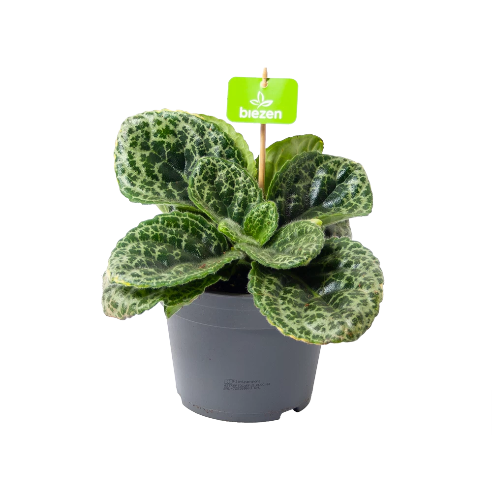 Streptocarpus Pretty Turtle - Schildpad Plant - P17 H35 - Kamerplant 3 Streptocarpus Pretty Turtle - Schildpad Plant - P17 H35 - Kamerplant