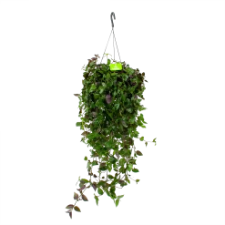 Tradescantia Green Hill - Vaderplant - In Hangpot - P17 H35 - Kamerplant