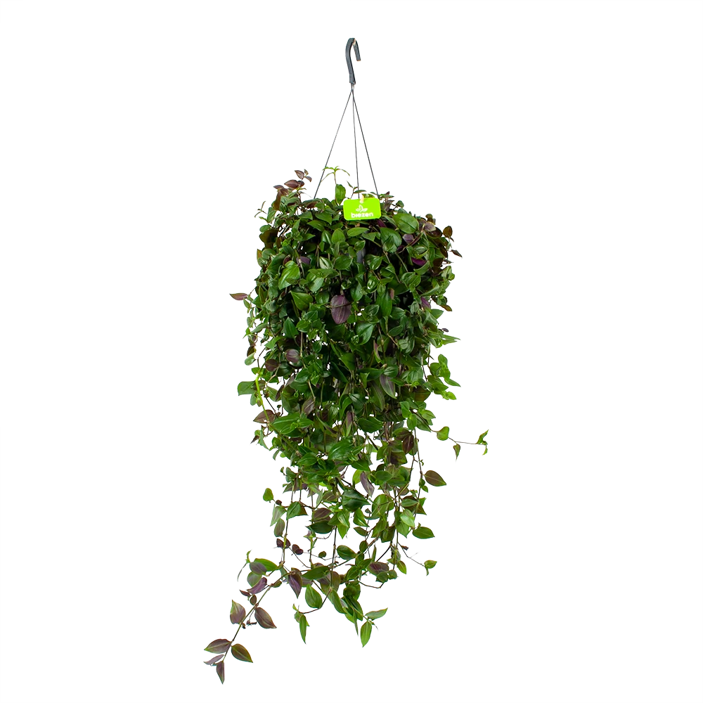 Tradescantia Green Hill - Vaderplant - In Hangpot - P17 H35 - Kamerplant 3 Tradescantia Green Hill - Vaderplant - In Hangpot - P17 H35 - Kamerplant