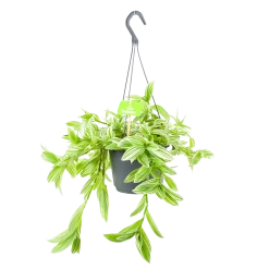 Tradescantia Ivory Hill - Vaderplant - In Hangpot - P17 H40 - Kamerplant