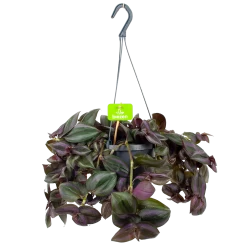 Tradescantia Little Hill - Vaderplant - In Hangpot - P17 H40 - Kamerplant