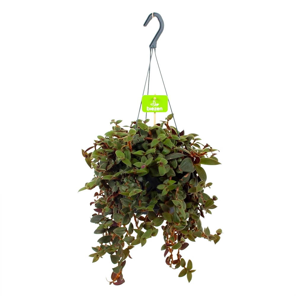 Tradescantia Sillamotara Brownhill - Vaderplant - In Hangpot - P17 H40 - Kamerplant 3 Tradescantia Sillamotara Brownhill - Vaderplant - In Hangpot - P17 H40 - Kamerplant