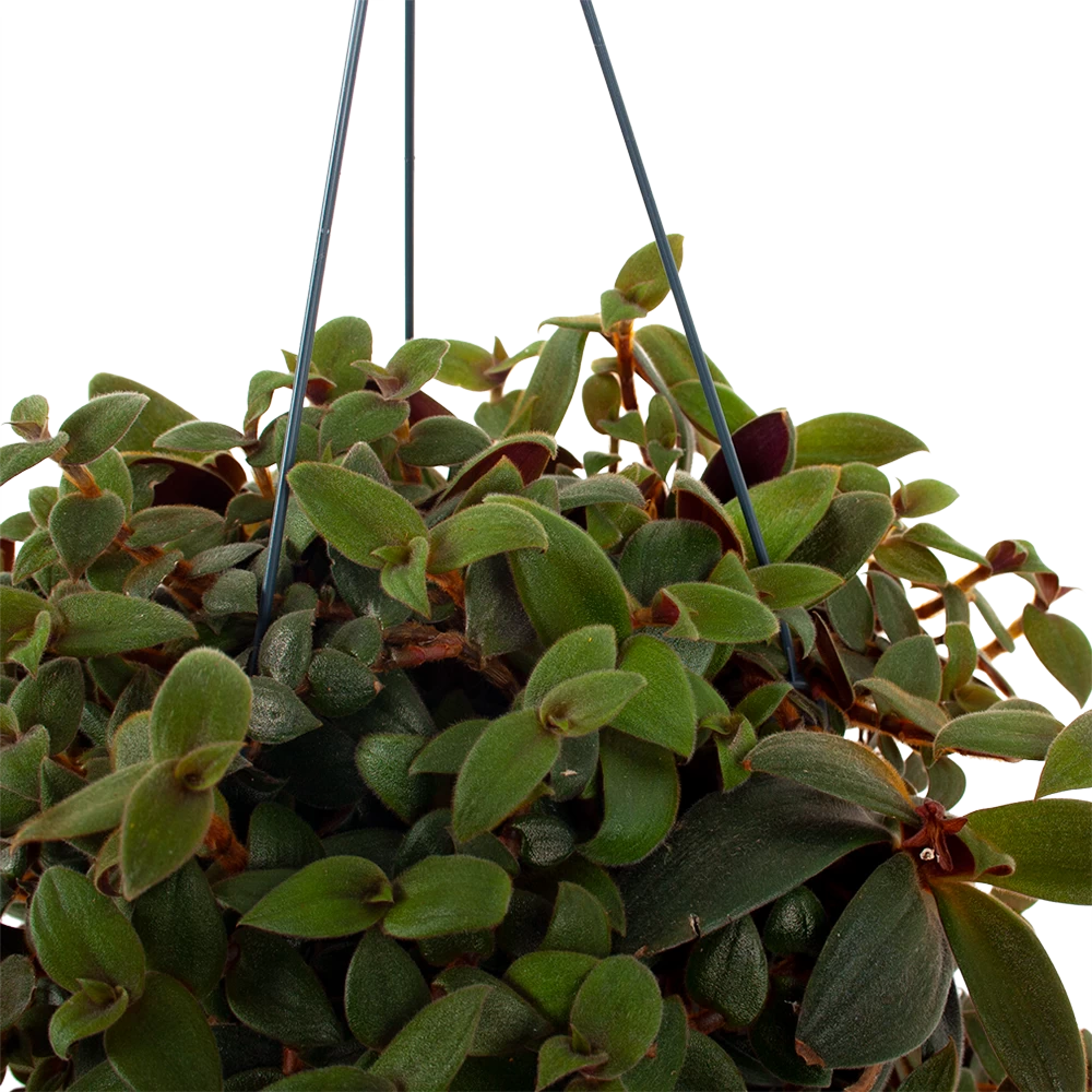 Tradescantia Sillamotara Brownhill - Vaderplant - In Hangpot - P17 H40 - Kamerplant 4 Tradescantia Sillamotara Brownhill - Vaderplant - In Hangpot - P17 H40 - Kamerplant - Afbeelding 2