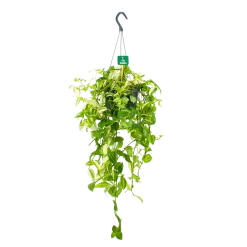 Tradescantia Yellow Hill - Vaderplant - In Hangpot - P17 H40 - Kamerplant