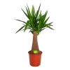 Yucca Inca Tree - Palmlelie - P24 H85 - Kamerplant