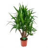 Yucca - Vertakt - Palmlelie - P24 H100 - Kamerplant 2 Yucca - Vertakt - Palmlelie - P24 H100 - Kamerplant -Woondecoratie Kortingen yucca vertakt palmlelie p24 h100 1 1