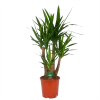 Yucca - Vertakt - Palmlelie - P30 H130 - Kamerplant -Woondecoratie Kortingen yucca vertakt palmlelie p30 h130 kamerplant 1