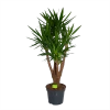Yucca - Vertakt - Palmlelie - P35 H150 - Kamerplant -Woondecoratie Kortingen yucca vertakt palmlelie p35 h150 1