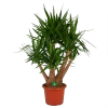 Yucca - Vertakt - Palmlelie - P45 H170 - Kamerplant -Woondecoratie Kortingen yucca vertakt palmlelie p45 h170 kamerplant 1