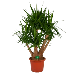 Yucca - Vertakt - Palmlelie - P45 H170 - Kamerplant